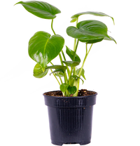 Monstera Deliciosa (S) | Swiss Cheese Plant