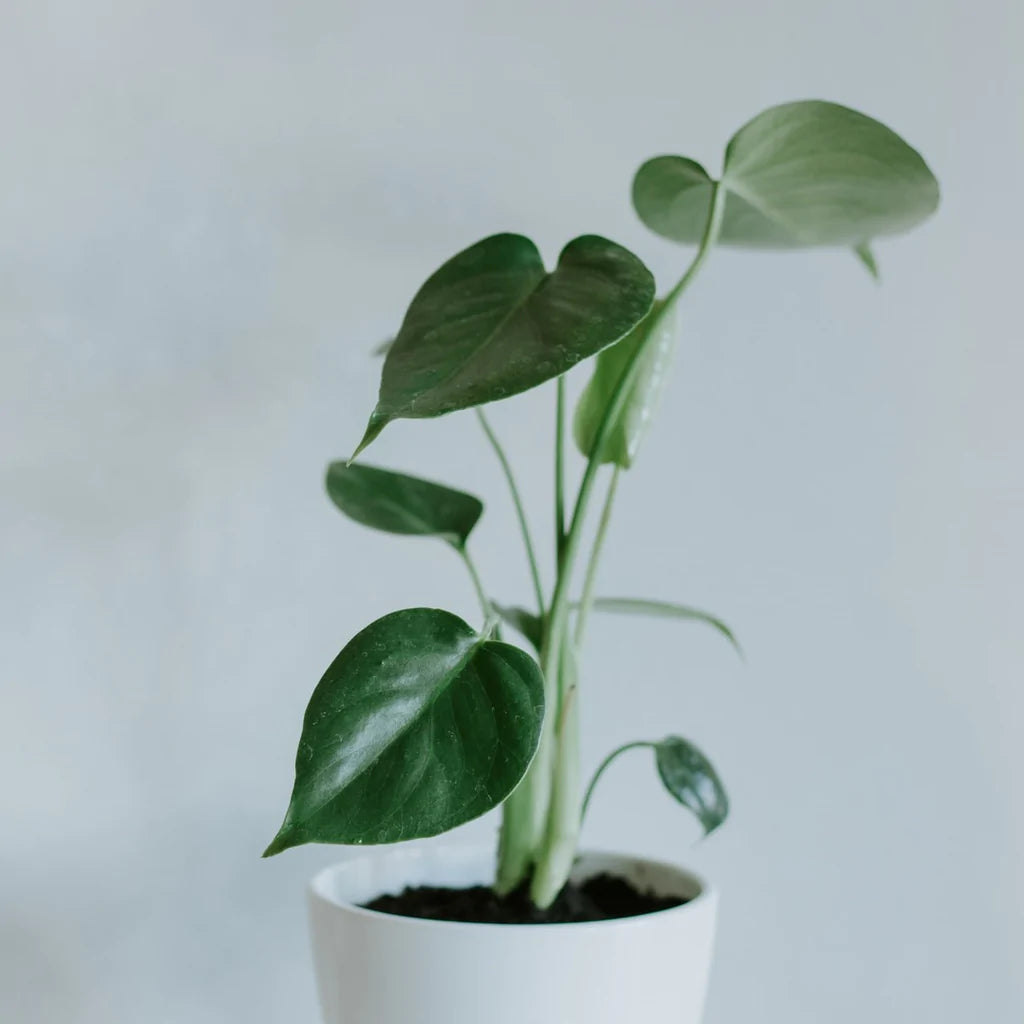 Monstera Deliciosa (S) | Swiss Cheese Plant