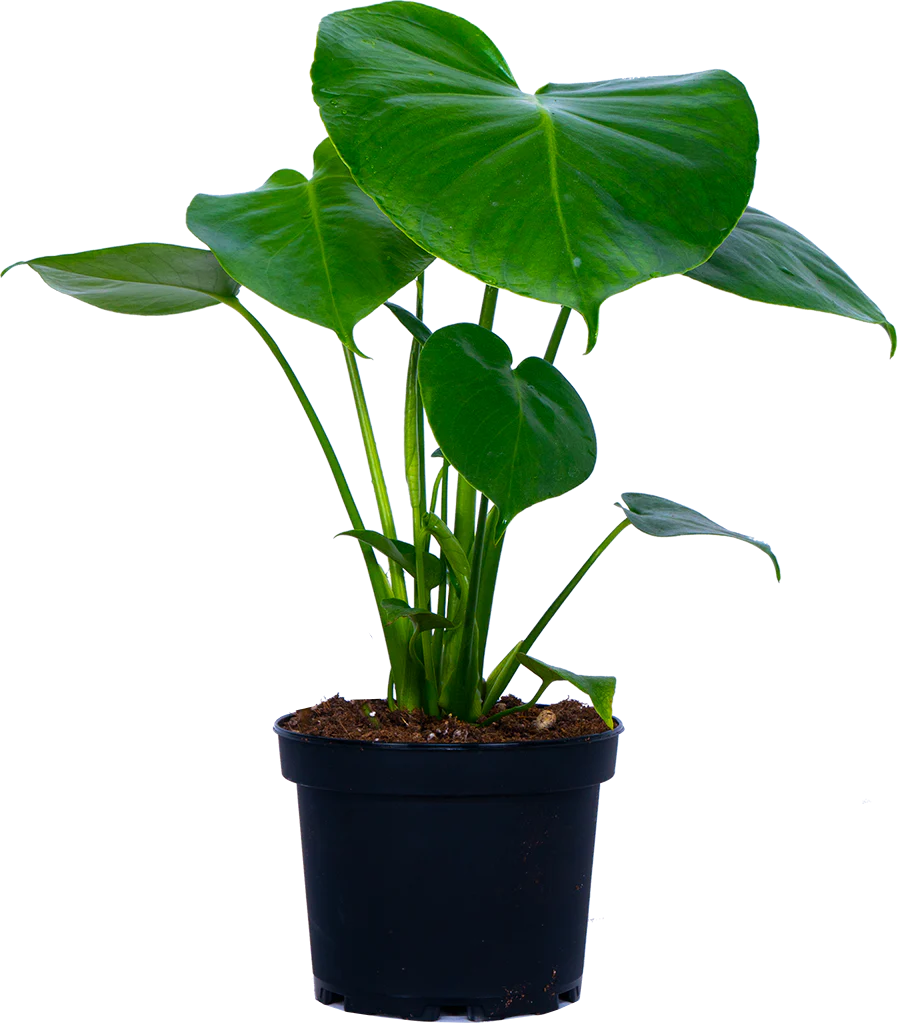 Monstera Deliciosa (M-6in) | Swiss Cheese Plant