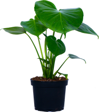 Monstera Deliciosa (M-6in) | Swiss Cheese Plant