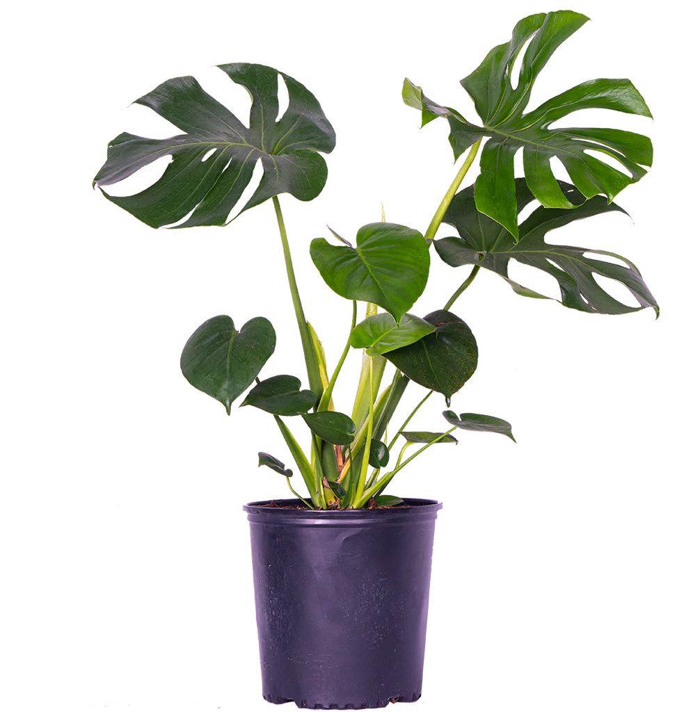 Monstera Deliciosa | Swiss Cheese (XL)