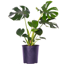 Monstera Deliciosa | Swiss Cheese (XL)