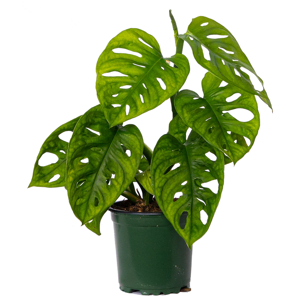 Monstera Adansonii | Monkey Mask Swiss Cheese Plant (S)