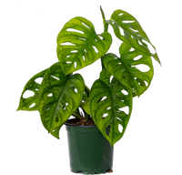 Monstera Adansonii | Monkey Mask Swiss Cheese Plant (S)