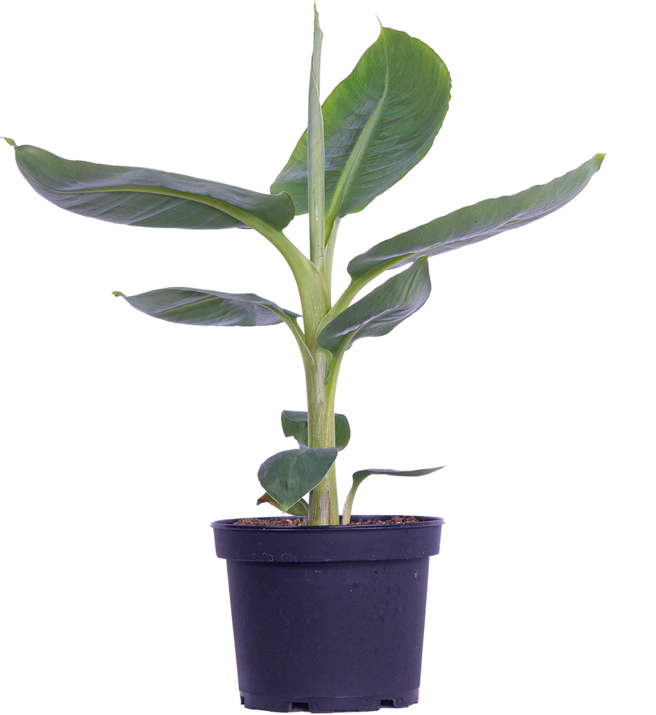 Musa Dwarf Cavendish | Banana Plant (M)