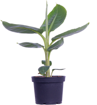 Thumbnail for Musa Dwarf Cavendish | Banana Plant (M)