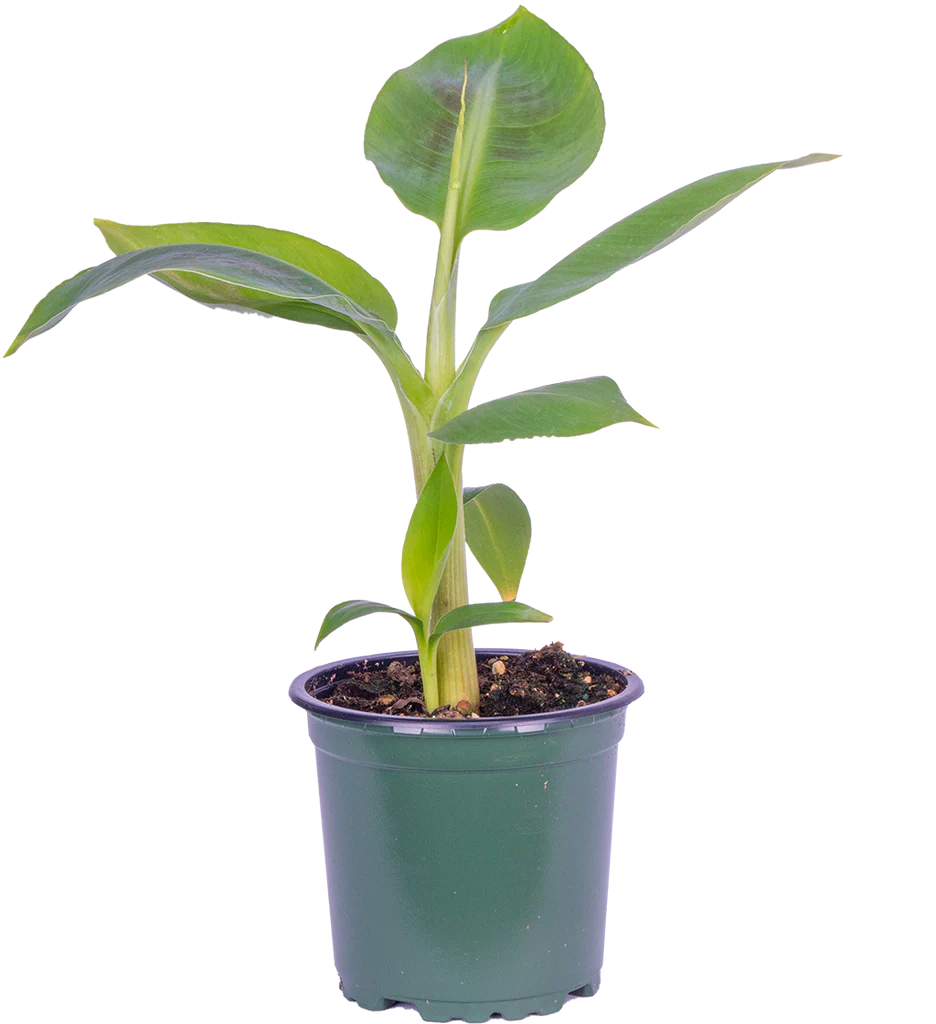 Musa Dwarf Cavendish | Banana Plant (S)