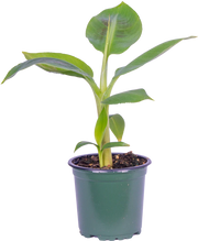 Thumbnail for Musa Dwarf Cavendish | Banana Plant (S)