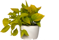 Neon Pothos (M)