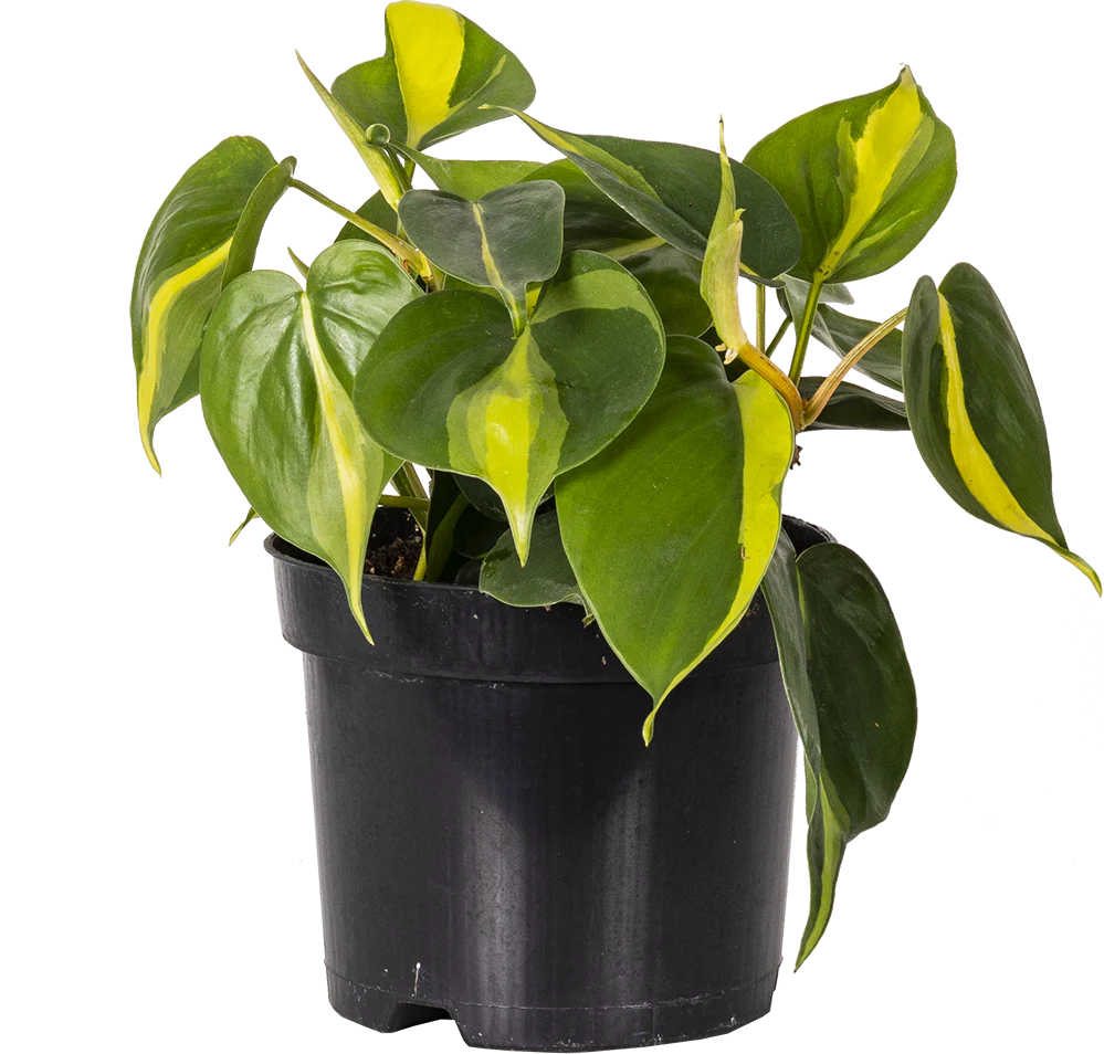 Philodendron Brazil (M)