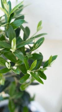 Thumbnail for Olea | Olive Tree (M)