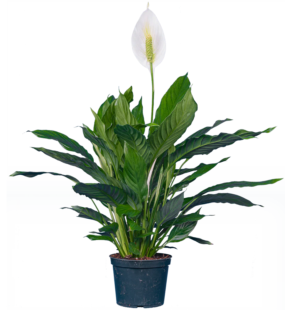 Peace Lily | Spathiphyllum (M)