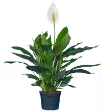 Peace Lily | Spathiphyllum (M)
