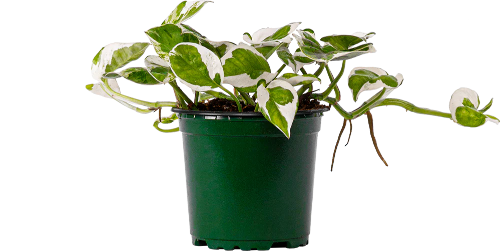 Pothos Jade Pearl (S)