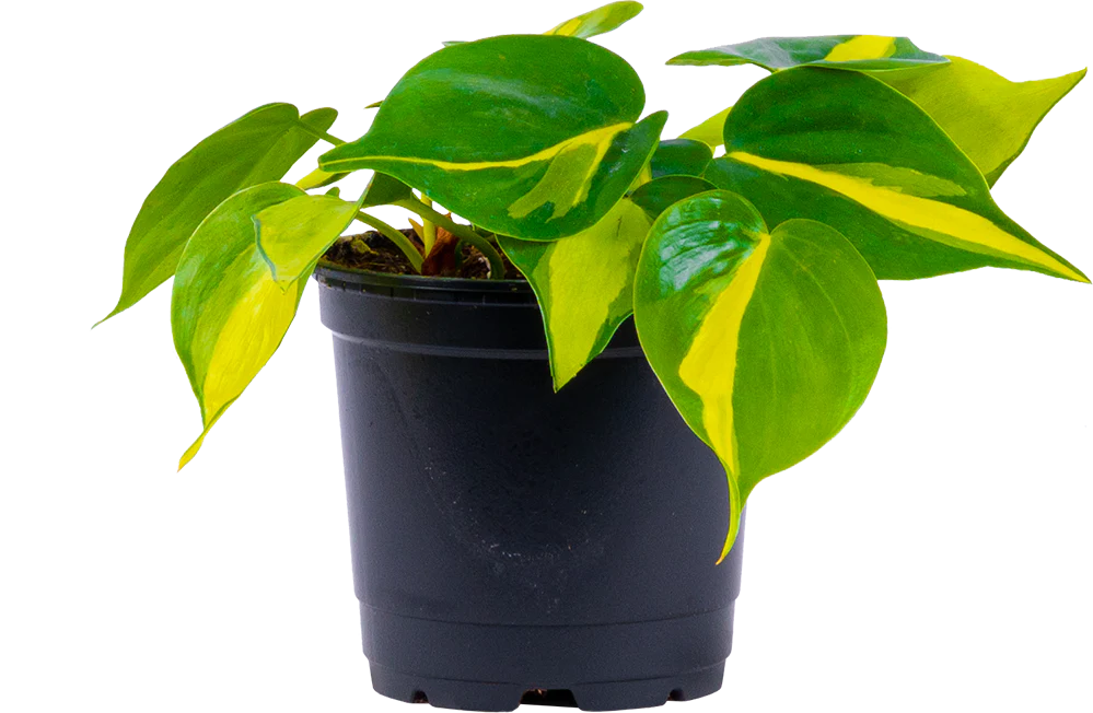 Philodendron Brazil (S)