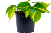 Philodendron Brazil (S)