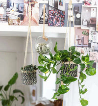 Epipremnum Aureum | Pothos Gold (M)