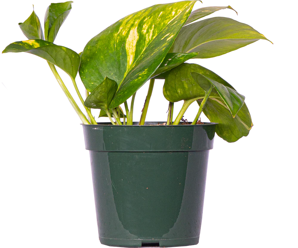 Epipremnum Aureum | Pothos Gold (S)