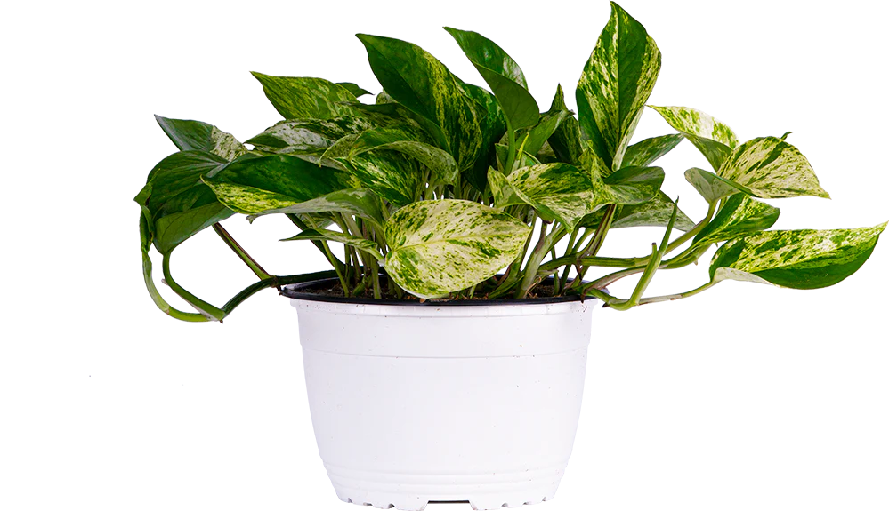 Epipremnum | Pothos Marble Queen (M)