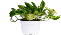 Thumbnail for Epipremnum | Pothos Marble Queen (M)