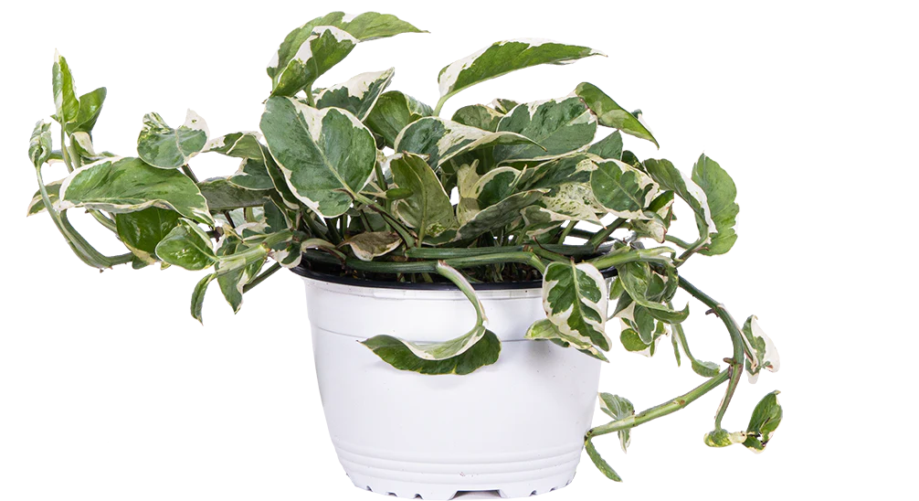 Pothos Jade Pearl (M)