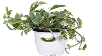 Pothos Jade Pearl (M)