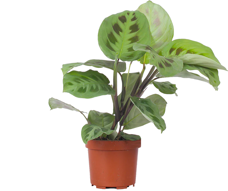 Maranta Kerchoveana | Green Prayer Plant (S)