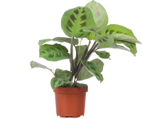 Maranta Kerchoveana | Green Prayer Plant (S)