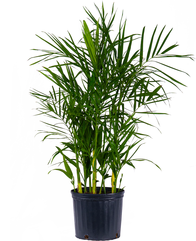 Chamaedorea Seifrizi | Reed Palm (XL)