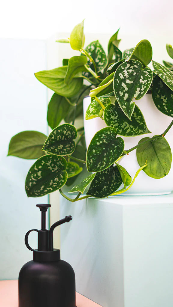 Scindapsus Pictus | Satin Pothos (L)