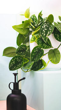Scindapsus Pictus | Satin Pothos (L)