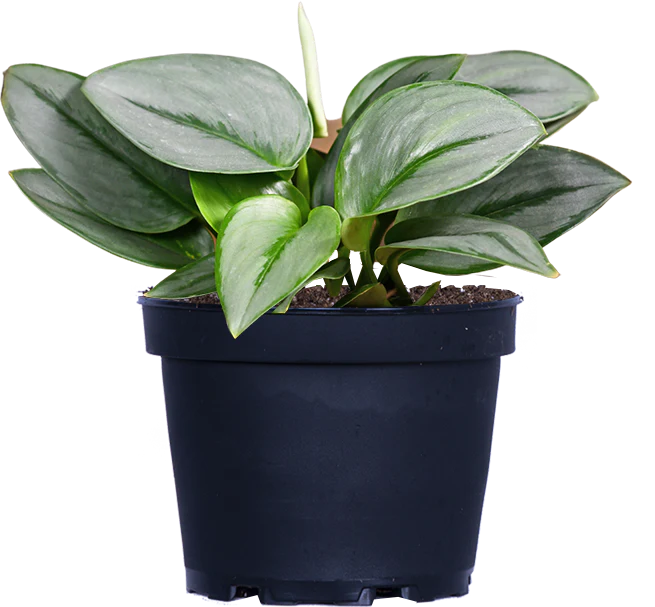 Scindapsus Treubii Moonlight | Sterling Silver Pothos (M)