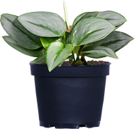 Scindapsus Treubii Moonlight | Sterling Silver Pothos (M)