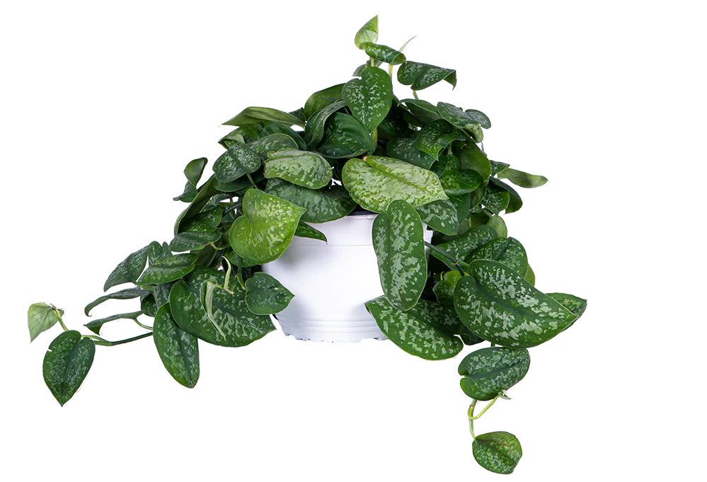 Scindapsus Pictus | Satin Pothos (L)