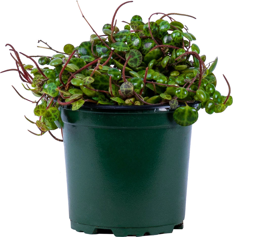 Peperomia Prostrata | String of Turtles (S)