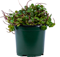 Peperomia Prostrata | String of Turtles (S)