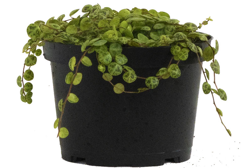 Peperomia Prostrata | String of Turtles (M-6in)