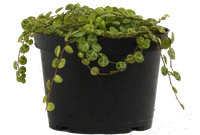 Peperomia Prostrata | String of Turtles (M-6in)