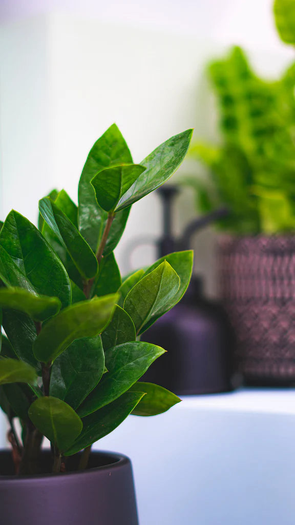 Zamioculcas (M) | ZZ Plant