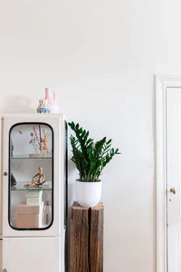 Zamioculcas (L) | ZZ Plant