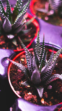 Thumbnail for Haworthia | Zebra Cactus (S)