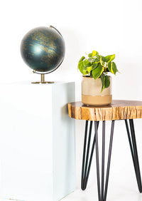 Philodendron Brazil (M)