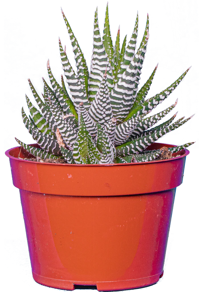 Haworthia | Zebra Cactus (S)
