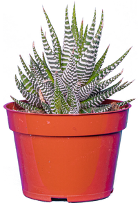Thumbnail for Haworthia | Zebra Cactus (S)