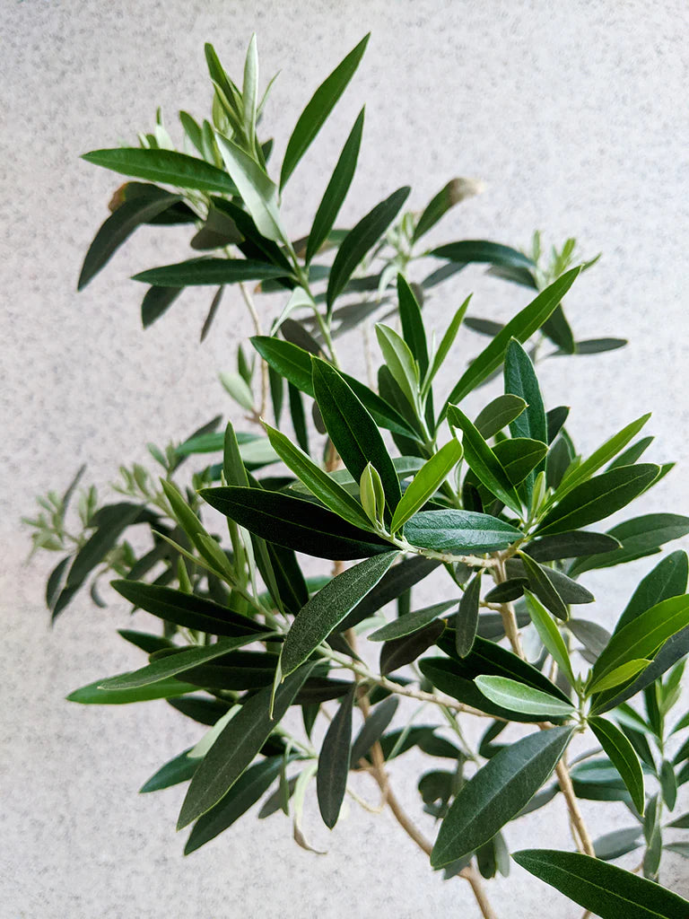 Olea | Olive Tree (M)