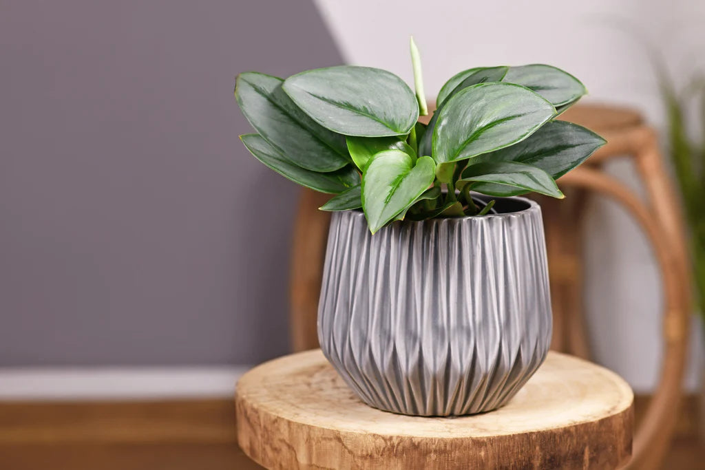 Scindapsus Treubii Moonlight | Sterling Silver Pothos (M)