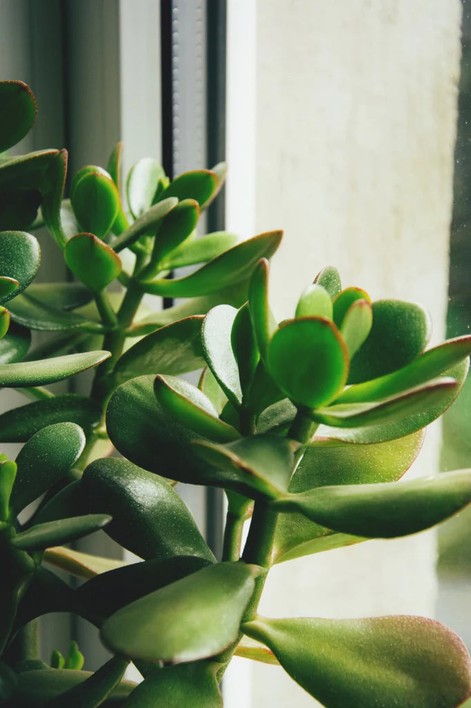 Crassula | Jade Plant (M)