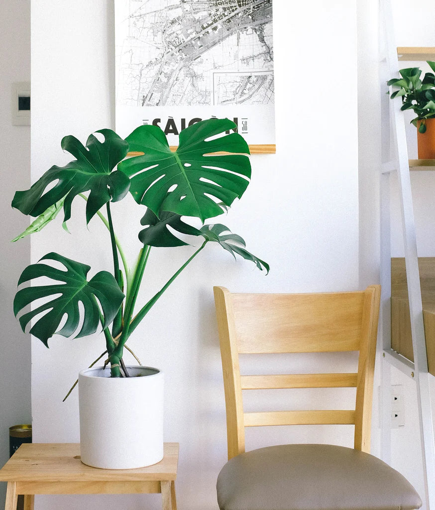 Monstera Deliciosa | Swiss Cheese (XL)