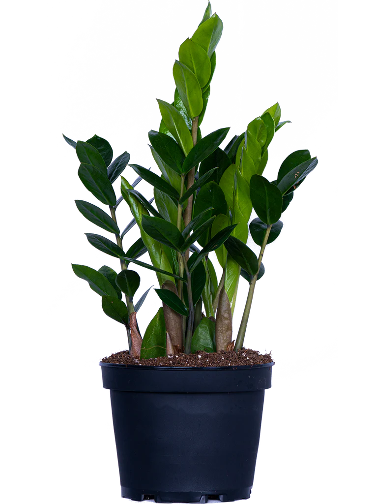Zamioculcas (M) | ZZ Plant