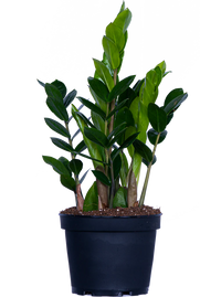 Zamioculcas (M) | ZZ Plant